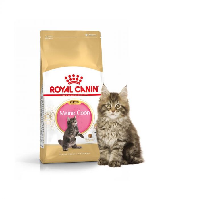 Royal Canin Feline BREED Kitten Maine Coon 2kg | clube.zeros.eco