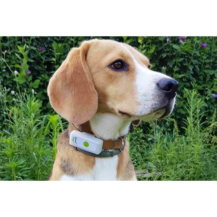 Collier GPS Weenect Pets pour chien