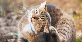 Traiter son chat contre les Vers | Les Vermifuges pour Chat