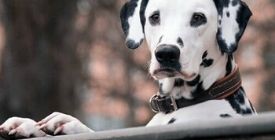 Pet Safe Collier récepteur supplémentaire Add-A-Dog Ultralight de lu