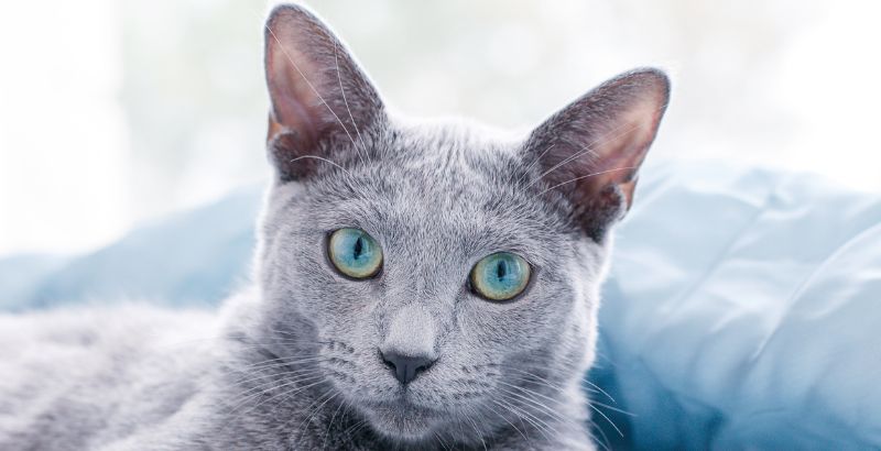 Conseil Vétérinaire - Blog - Tout savoir sur l'hyperthyroïdie du chat