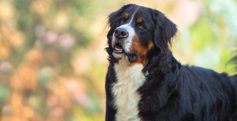 Conseil Vétérinaire - Blog - Qu'est-ce que la dysplasie chez le chien ?