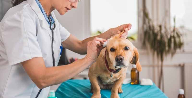Conseil Vétérinaire - Blog - Qu'est-ce que l'othématome chez le chien ?