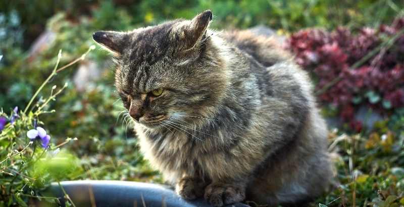 Conseil Vétérinaire - Blog - Pour quelles raisons mon chat a les oreilles  retournées ?