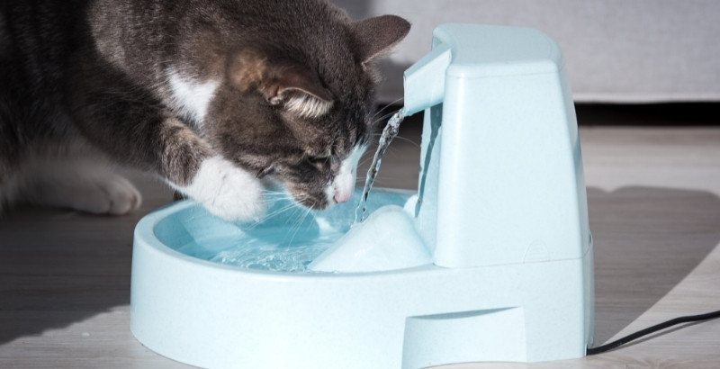 Conseil Vétérinaire - Blog - Pourquoi utiliser une fontaine à eau pour mon  chat ?