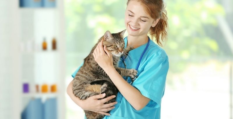 Virbac Veterinary HPM Adult Neutered Cat 7 kg | Livraison rapide