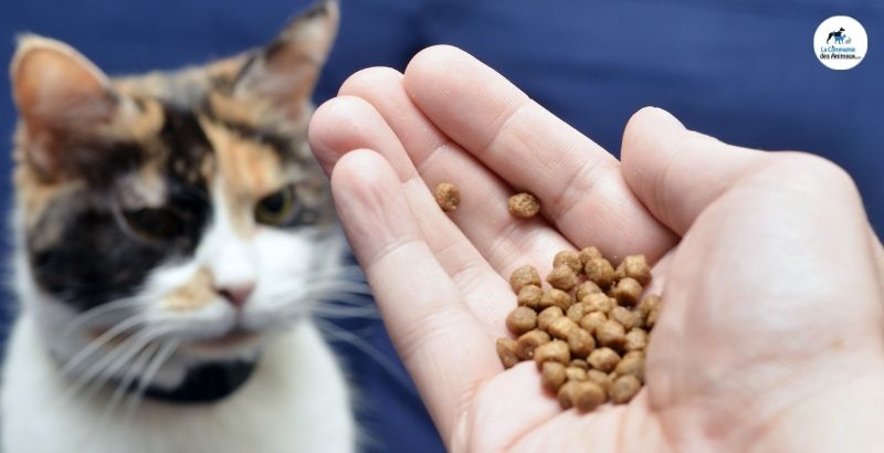 Conseil Vétérinaire - Blog - Pourquoi mon chat ne mâche-t-il pas ses  croquettes ?