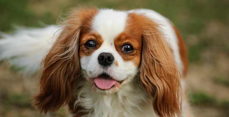 Conseil Vétérinaire - Blog - Mon chien à le rhume : que dois-je faire ?