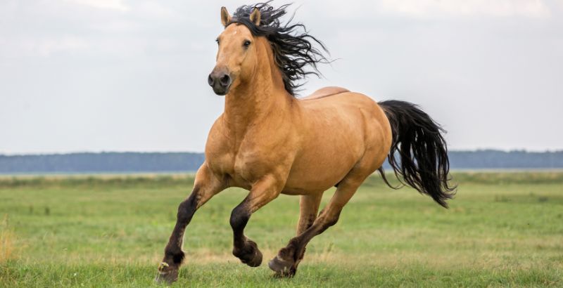 Conseil Vétérinaire - Blog - Les besoins fondamentaux du cheval