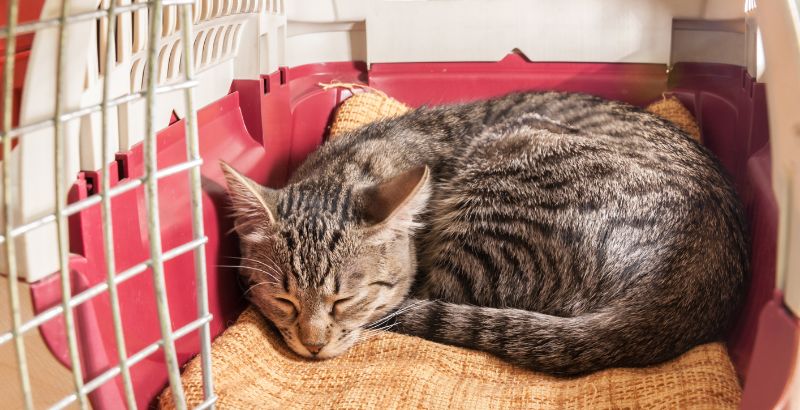 Conseil Vétérinaire - Blog - Qu'est ce que l'insuffisance hépatique chez le  chat ?