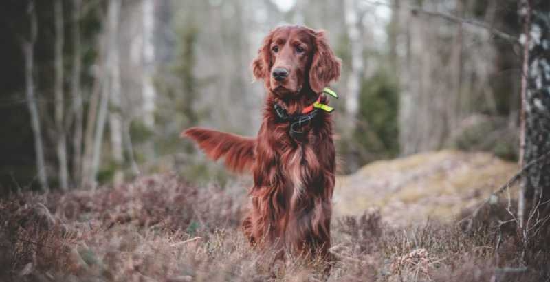 Conseil Vétérinaire - Blog - Tout savoir sur l'insuffisance cardiaque chez  le chien - Conseils vétérinaires