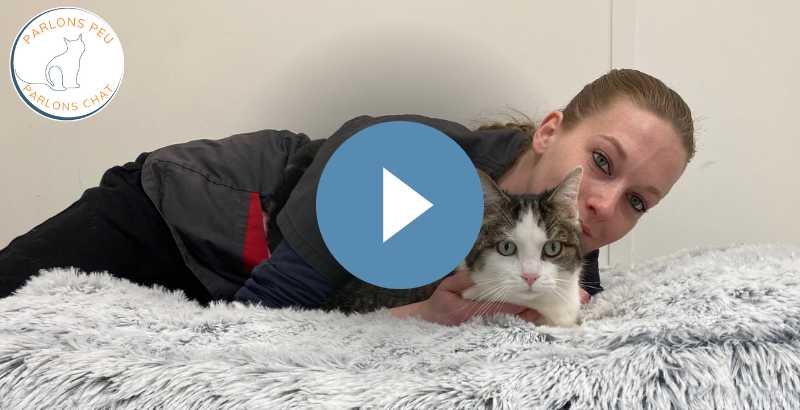 Conseil Vétérinaire - Blog - Tout savoir sur la stérilisation des chats :  Parlons peu, parlons chat !
