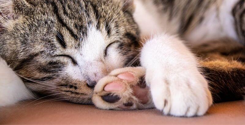 Conseil Vétérinaire - Blog - Les coussinets du chat : rôle, entretien,  blessures & maladies