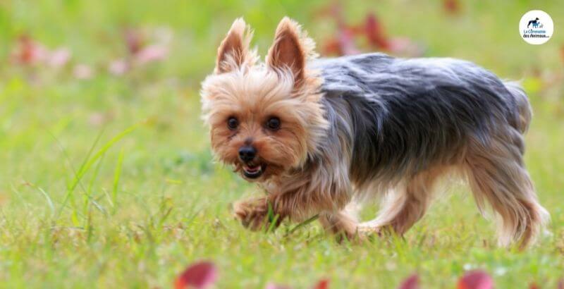 Conseil Vétérinaire - Blog - Le Yorkshire Terrier, petit chien vif :  origine, caractère, alimentation, entretien...