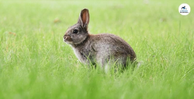 Conseil Vétérinaire - Blog - comment prendre soin des oreilles de son lapin  ?