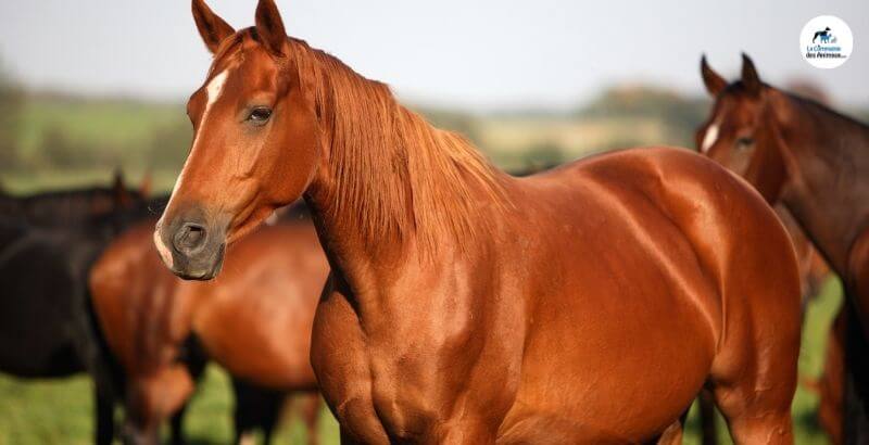 Conseil Vétérinaire - Blog - Comment laver son cheval et prendre soin de sa  peau