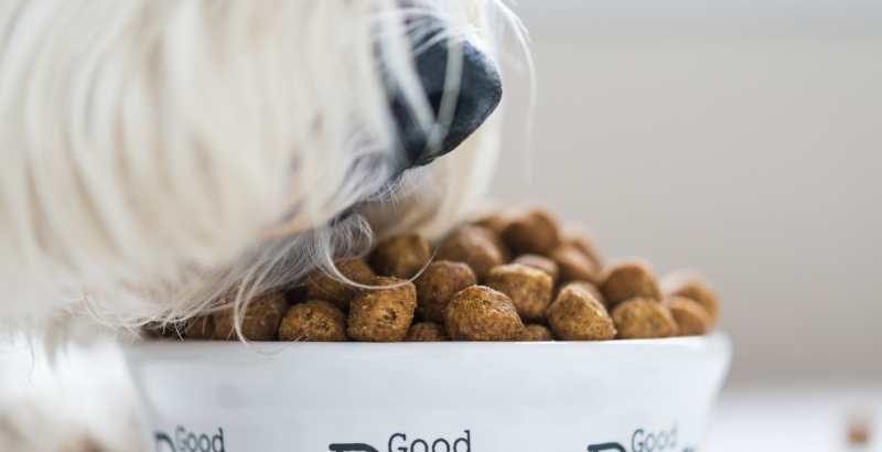 Conseil Vétérinaire - Blog - L'alimentation mixte pour chien - Conseils