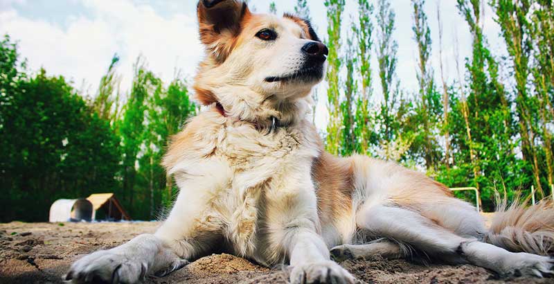 Conseil Vétérinaire - Blog - Pourquoi mon chien aboie et que faire pour pour  réduire ses aboiements ?