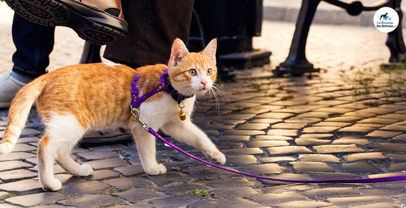 Conseil Vétérinaire - Blog - Harnais pour chat : pour ou contre ?