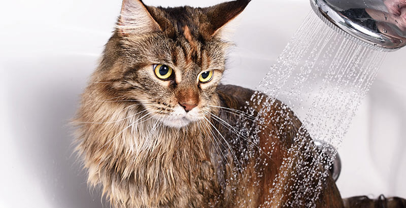 Conseil Vétérinaire - Blog - Laver un chat : dans quel cas et comment ?