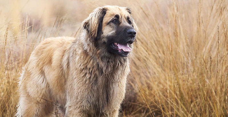 Conseil Vétérinaire - Blog - Un gros chien a-t-il besoin d'un grand espace ?