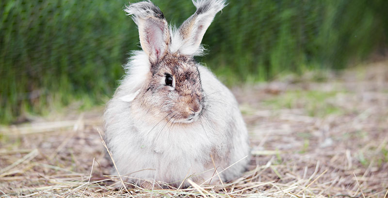 Conseil Vétérinaire - Blog - Quelles sont les maladies du lapin ?
