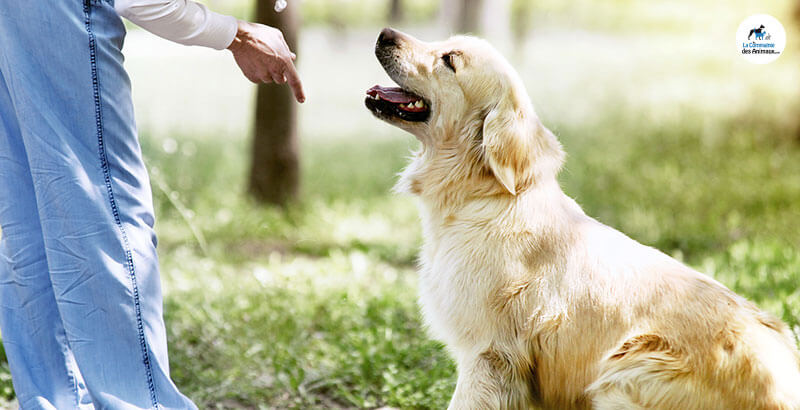 Conseil Vétérinaire - Blog - Dresser un chien soi-même | Techniques de  dressage