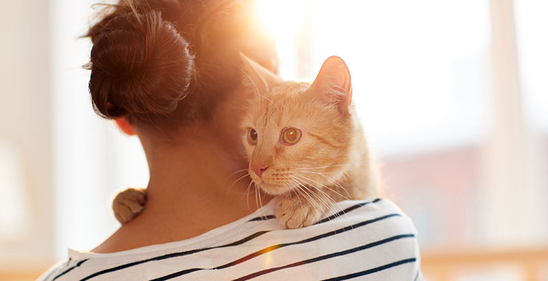 Conseil Vétérinaire - Blog - Nos techniques pour manipuler un chat