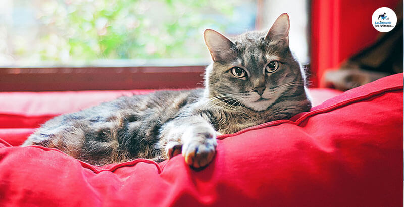 Conseil Vétérinaire - Blog - Comment se débarrasser des pellicule sur un  chat ?