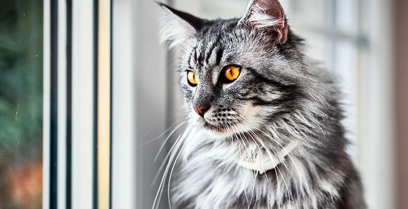 Conseil Vétérinaire - Blog - Pelade du chat | Causes, Symptômes et solutions