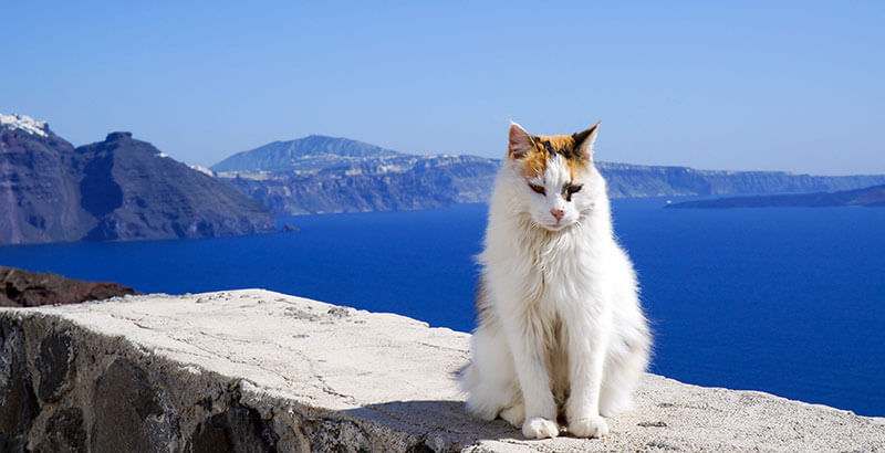 Conseil Vétérinaire - Blog - Crème solaire pour chat | Pourquoi, Pour qui,  quand