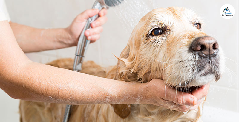 Conseil Vétérinaire - Blog - Donner un bain à son chien | 7 étapes pour  laver un chien