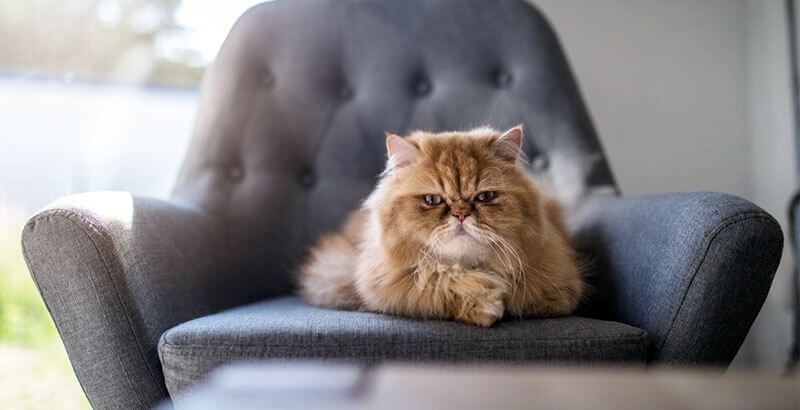 Conseil Vétérinaire - Blog - Comment traduire le grognement de votre chat ?