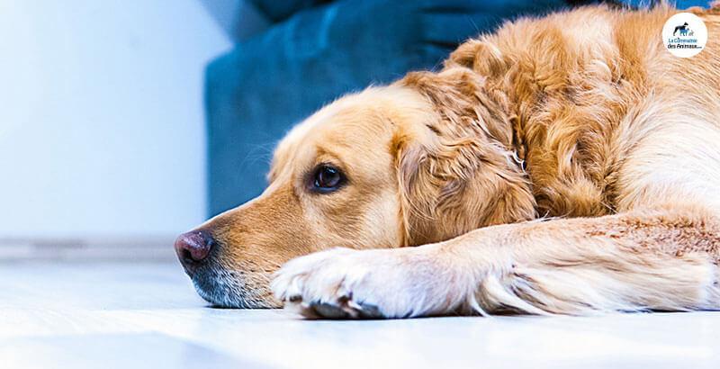 Conseil Vétérinaire - Blog - Coup de blues du chien et chat | Causes,  symptômes et solutions
