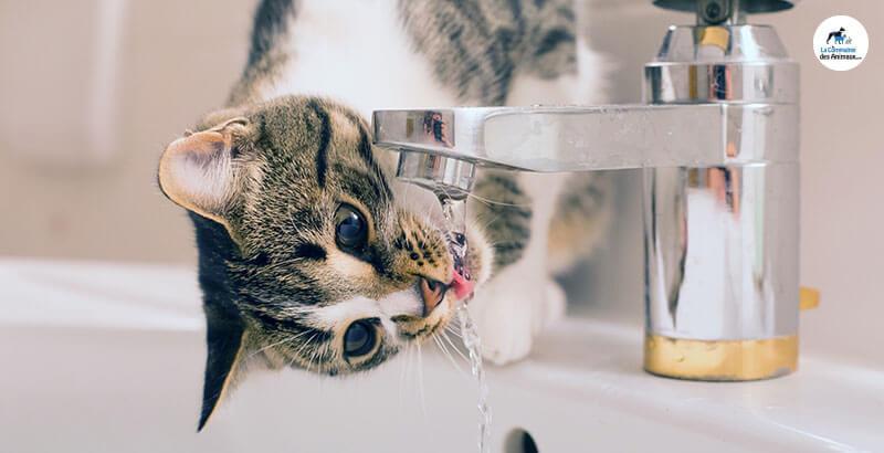 Conseil Vétérinaire - Blog - Pourquoi mon chat boit-il l'eau du robinet ?