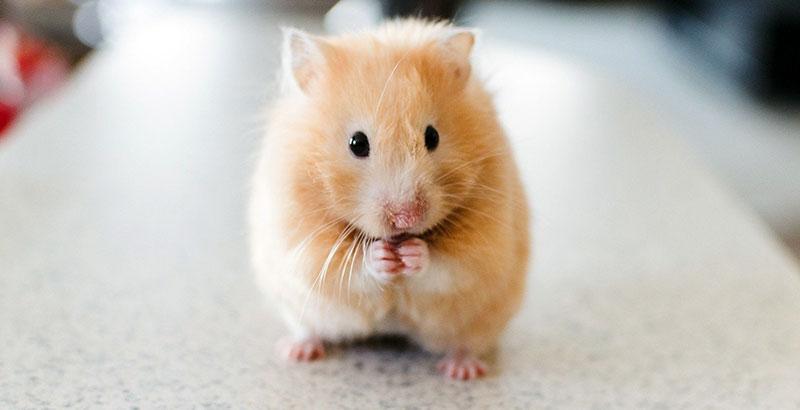 Conseil Vétérinaire - Blog - Le Hamster - Ce qu'il faut savoir !