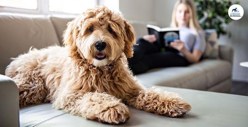 Conseil Vétérinaire - Blog - Quels jeux d'intelligence choisir pour son  chien ?