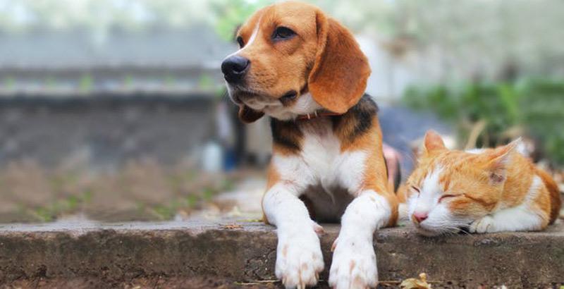 Conseil Vétérinaire - Blog - Nos conseils pour faire cohabiter votre chat  et votre chien