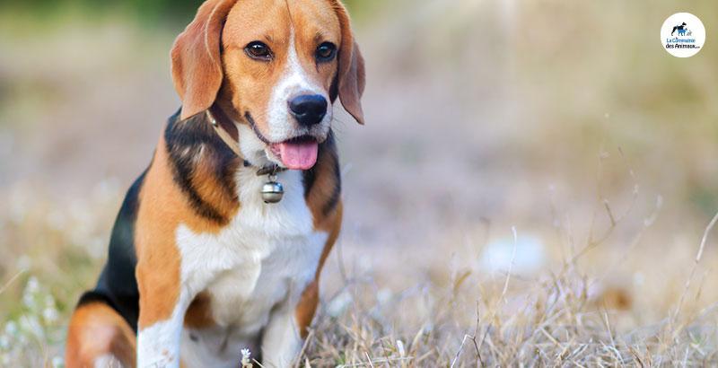 Conseil Vétérinaire - Blog - Quels sont les répulsifs pour chien ?