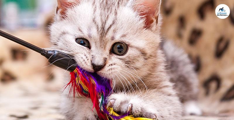 Conseil Vétérinaire - Blog - Quel jeux d'intelligence choisir pour son chat  ?