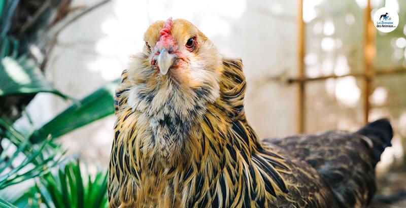 Conseil Vétérinaire - Blog - Comment protéger mes poules de la chaleur cet  été ?