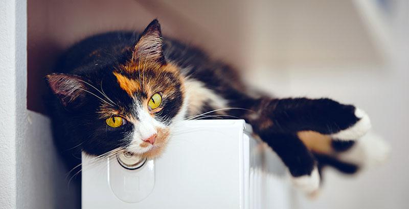 Conseil Vétérinaire - Blog - Quelles sont les causes de vomissement chez le  chat ?