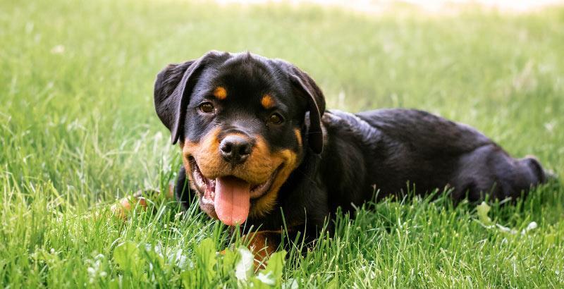 Conseil Vétérinaire - Blog - Tout savoir sur le Rottweiler : un chien  résistant et attachant !
