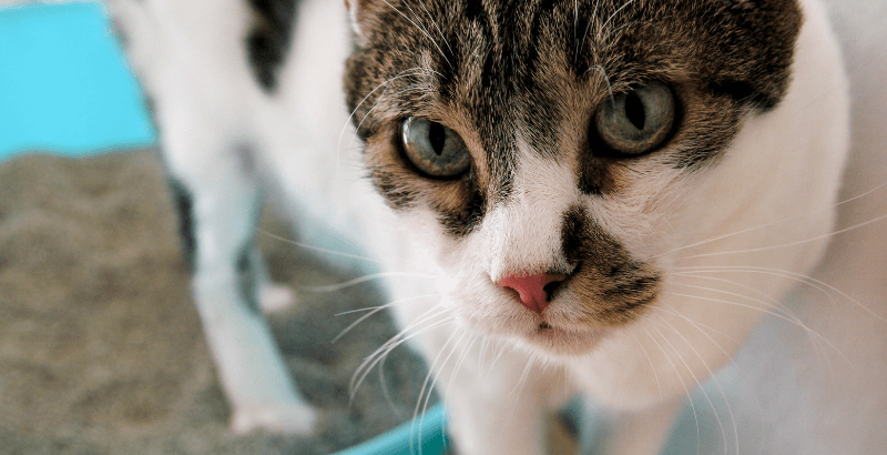 Conseil Vétérinaire - Blog - Quelles sont les causes de présence de sang  dans les selles de votre chat?