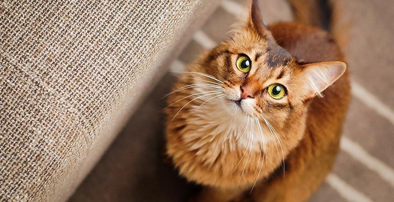Conseil Vétérinaire - Blog - Stérilisation chirurgicale chez le chat :  avantages et inconvénients