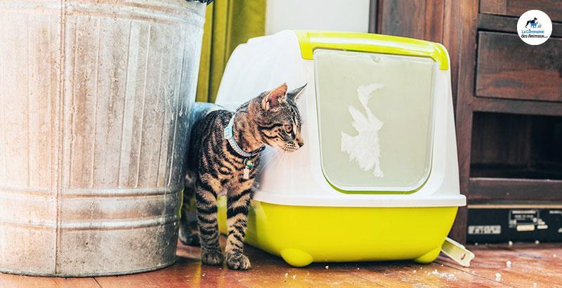 Conseil Vétérinaire - Blog - Comment choisir le bac à litière de votre chat  ?