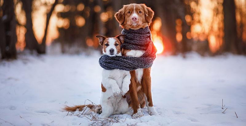 Conseil Vétérinaire - Blog - Comment savoir si mon chien a froid ? Quels  sont les signes ?