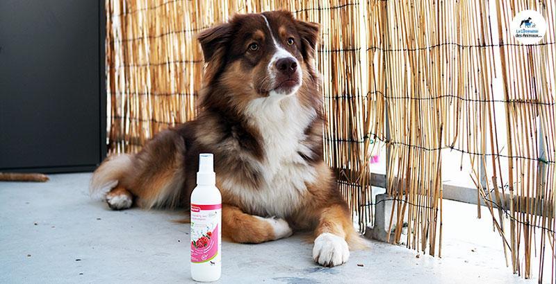 Conseil Vétérinaire - Blog - On a testé : Le shampooing sec BIO Beaphar