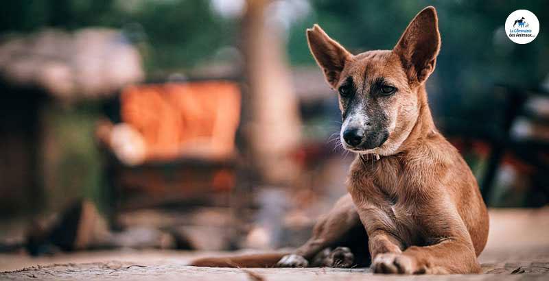 Conseil Vétérinaire - Blog - Aboiements de chiens abusifs : Que faire ?
