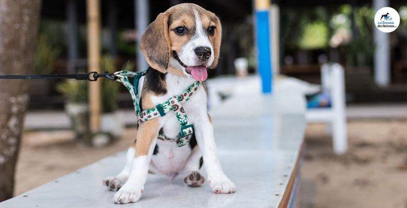 Conseil Vétérinaire - Blog - Choisir le bon harnais pour son chien